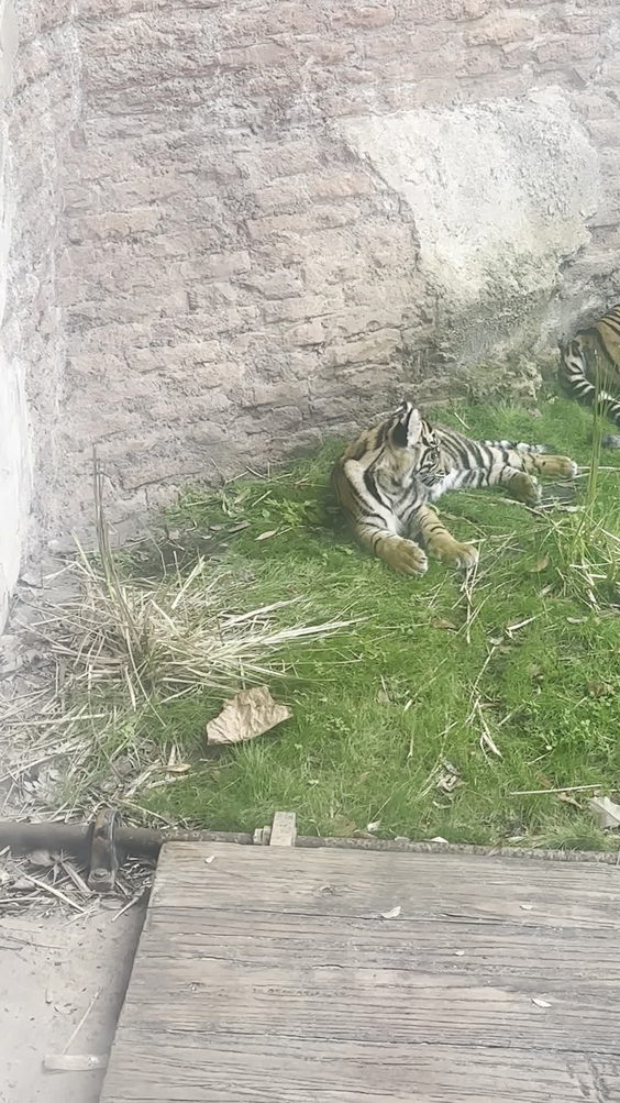 Maharajah Jungle Trek