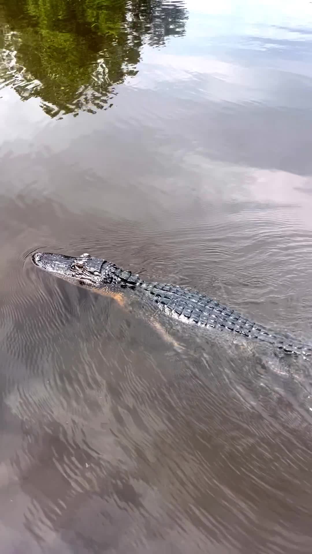 Cajun Encounters Swamp Tour