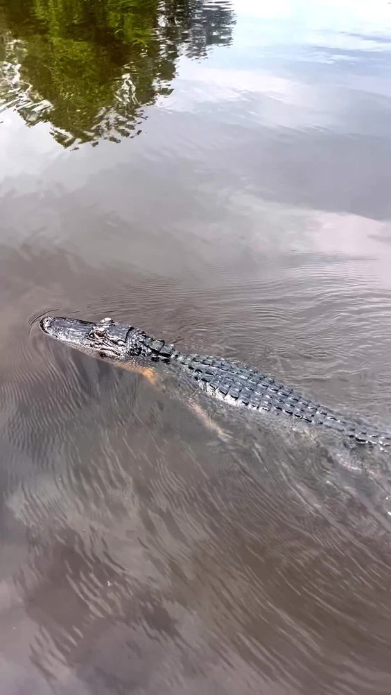 Cajun Encounters Swamp Tour