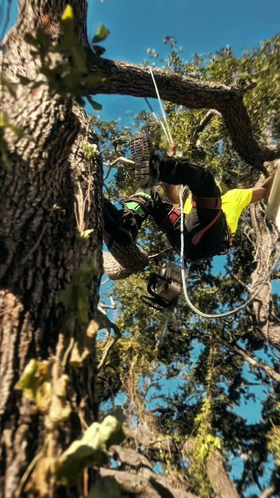 All Your Way Lawn, Tree, and Property Maintenance
