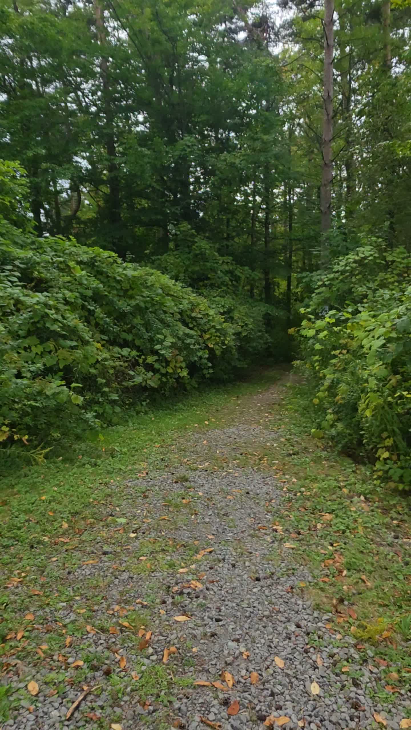 Video review of Highland Forest