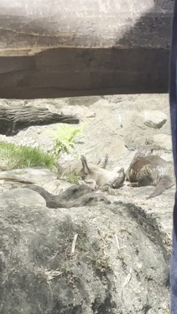 Disney's Animal Kingdom