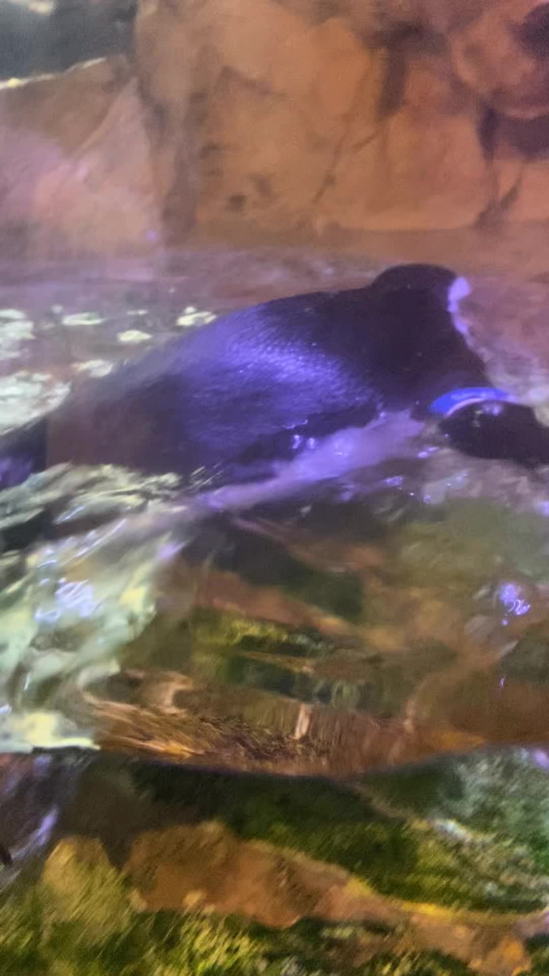 Video review of Audubon Aquarium of the Americas