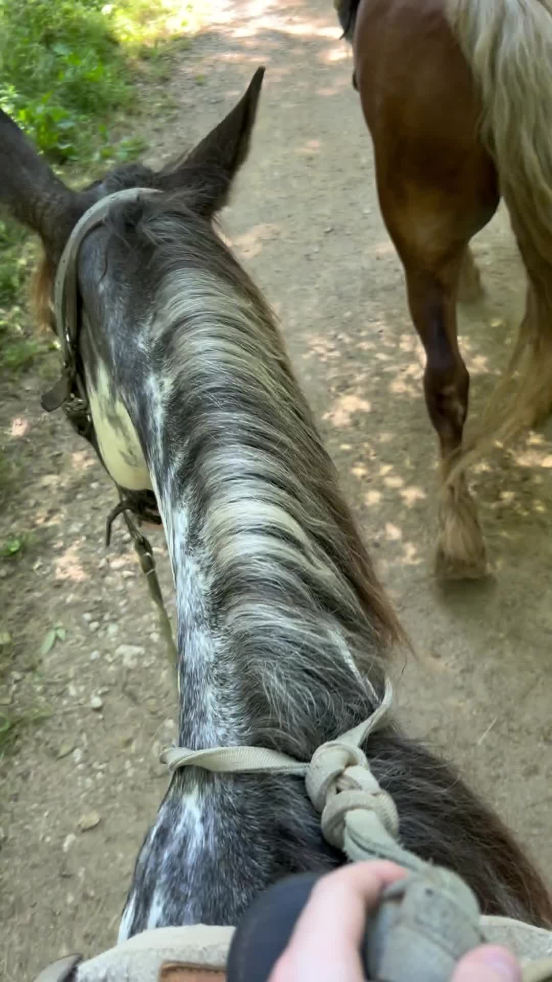 Jaylee Stables & Ziplining