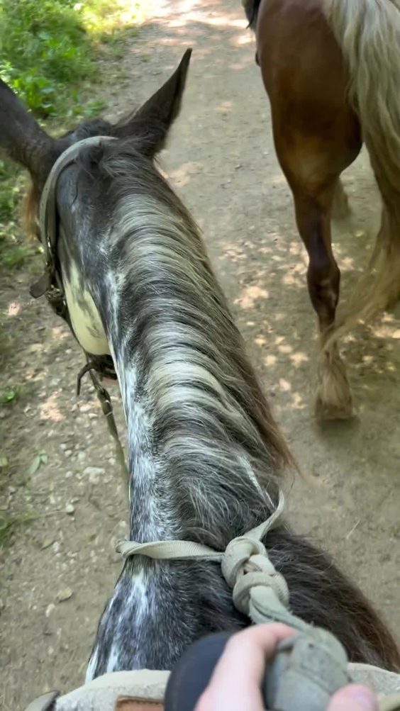 Jaylee Stables & Ziplining