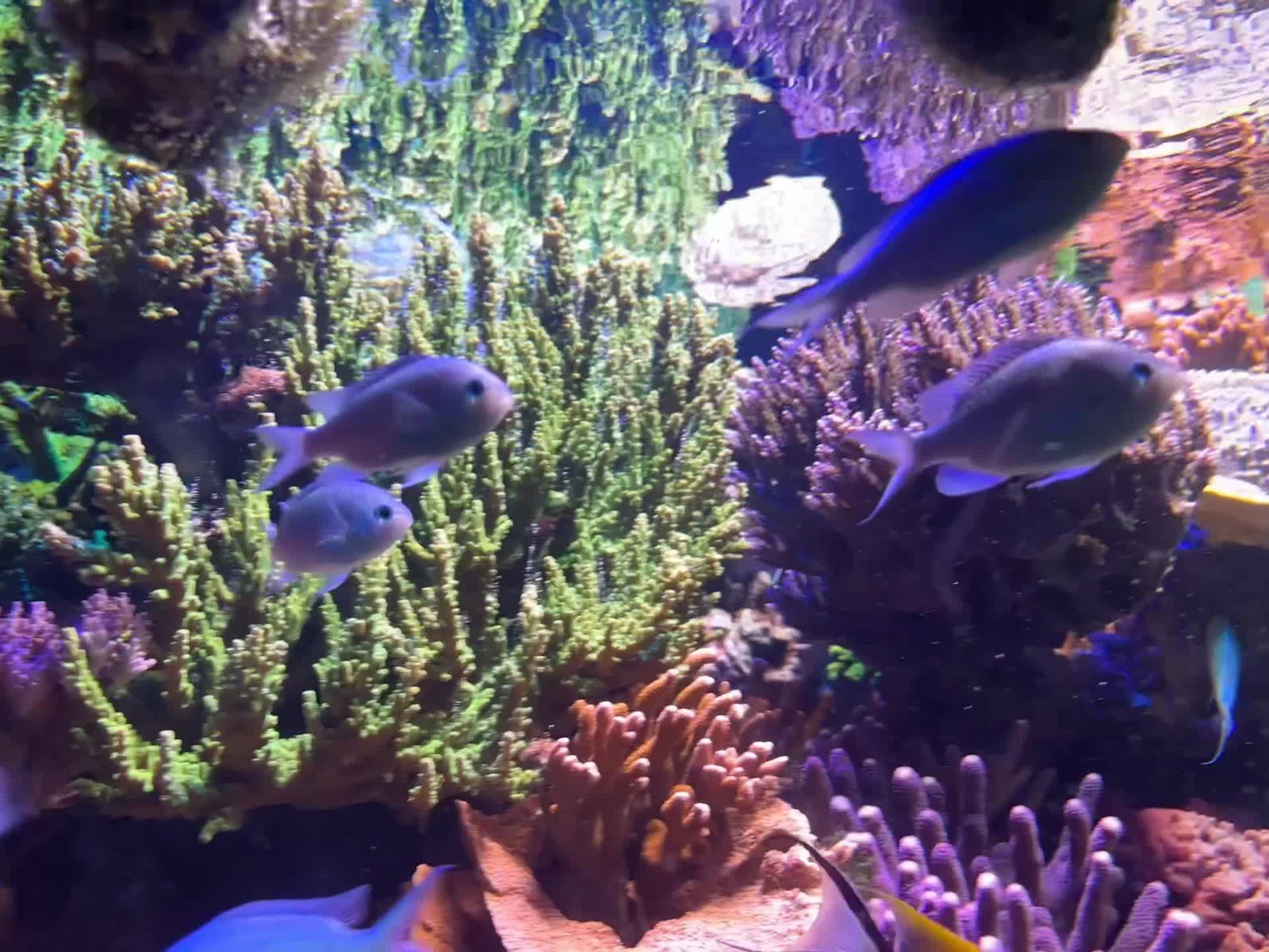 Video review of NC Aquarium at Fort Fisher