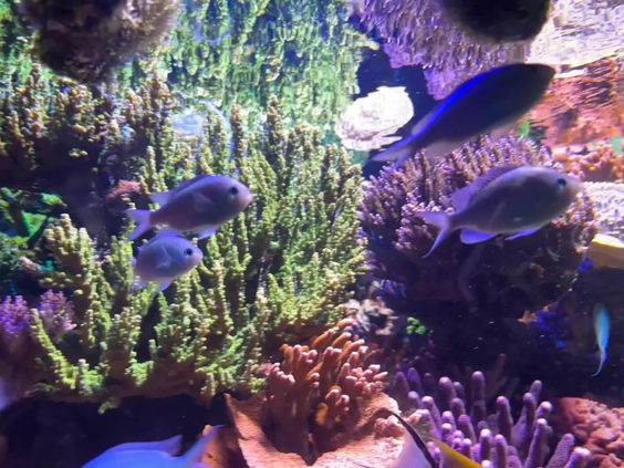 NC Aquarium at Fort Fisher