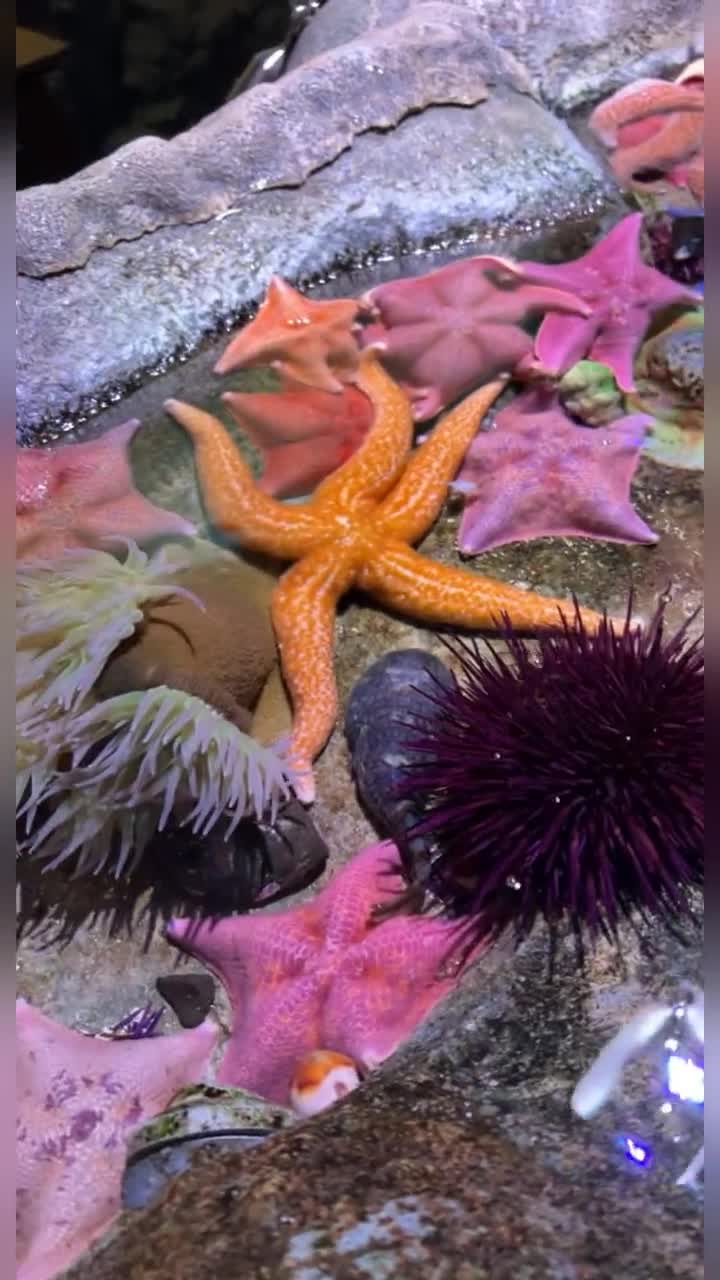 Aquarium of the Pacific