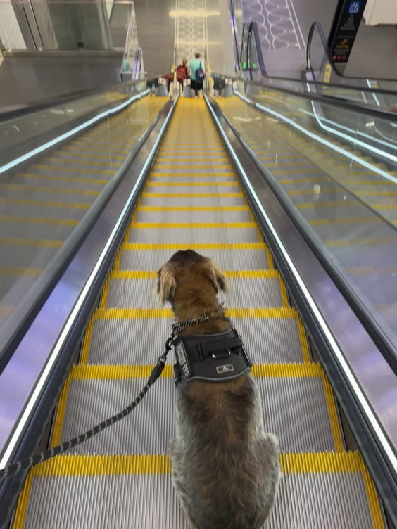 Tampa International Airport (TPA)