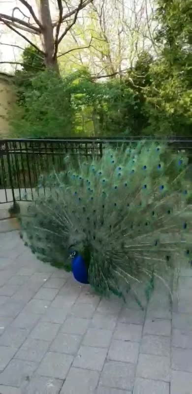 Brookfield Zoo