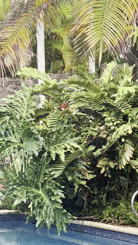 Hawaii Loa Ridge