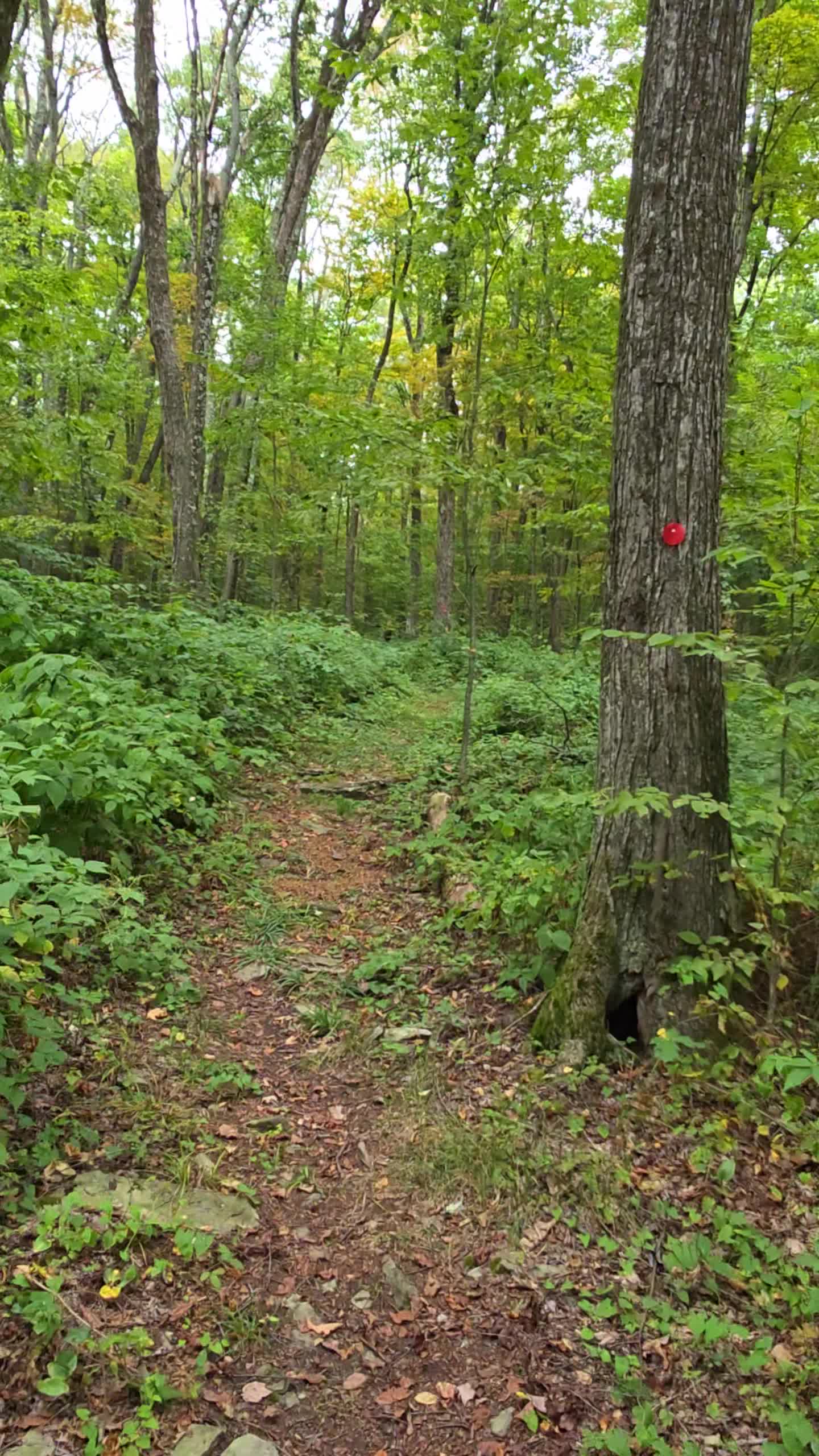 Pettus Hill Preserve
