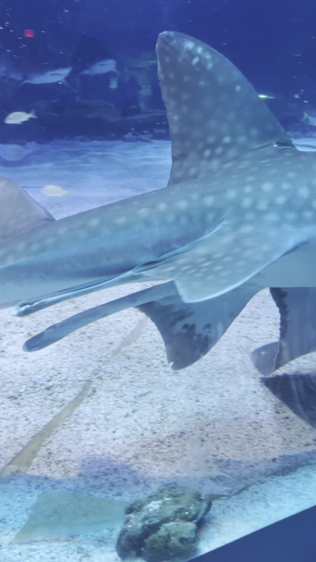 Newport Aquarium