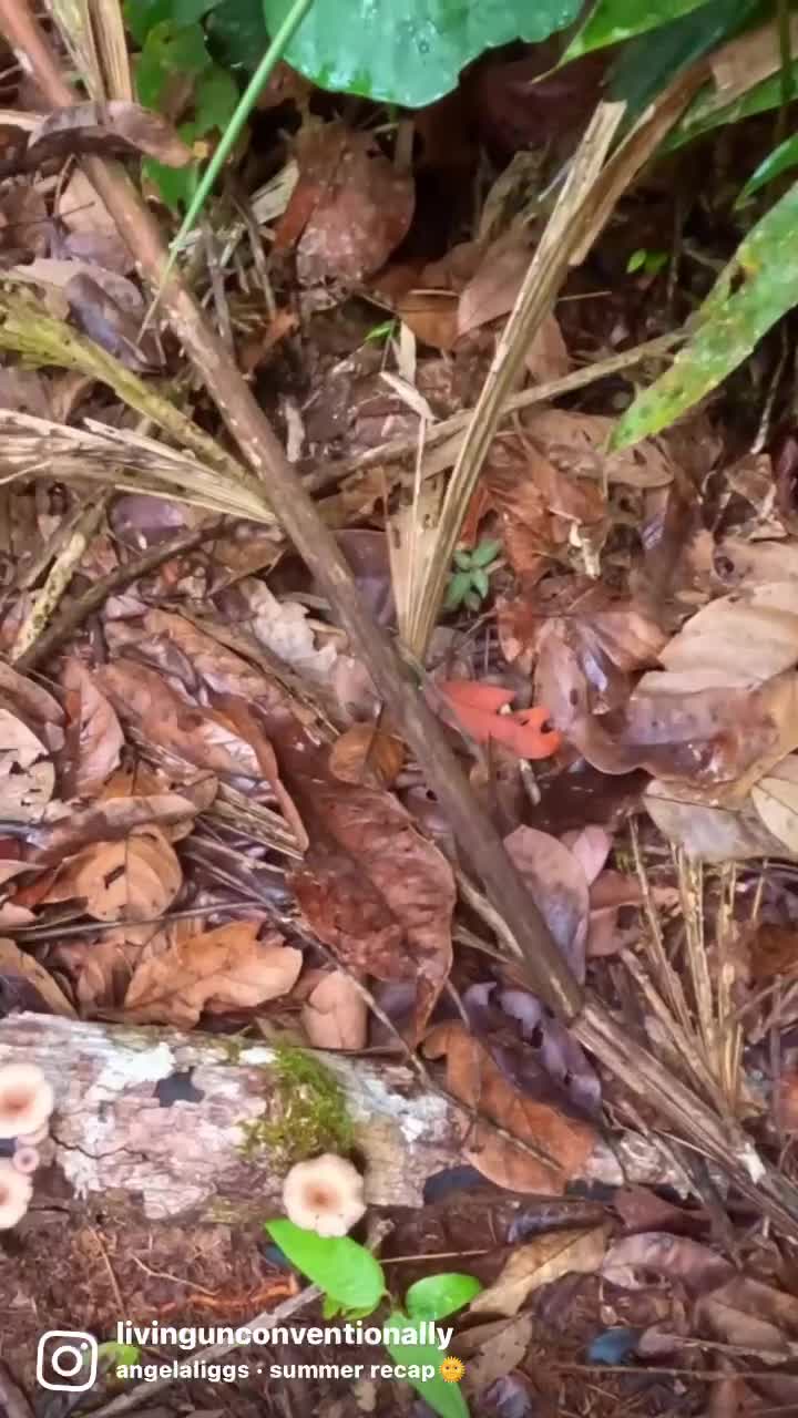 Amazon Rainforest