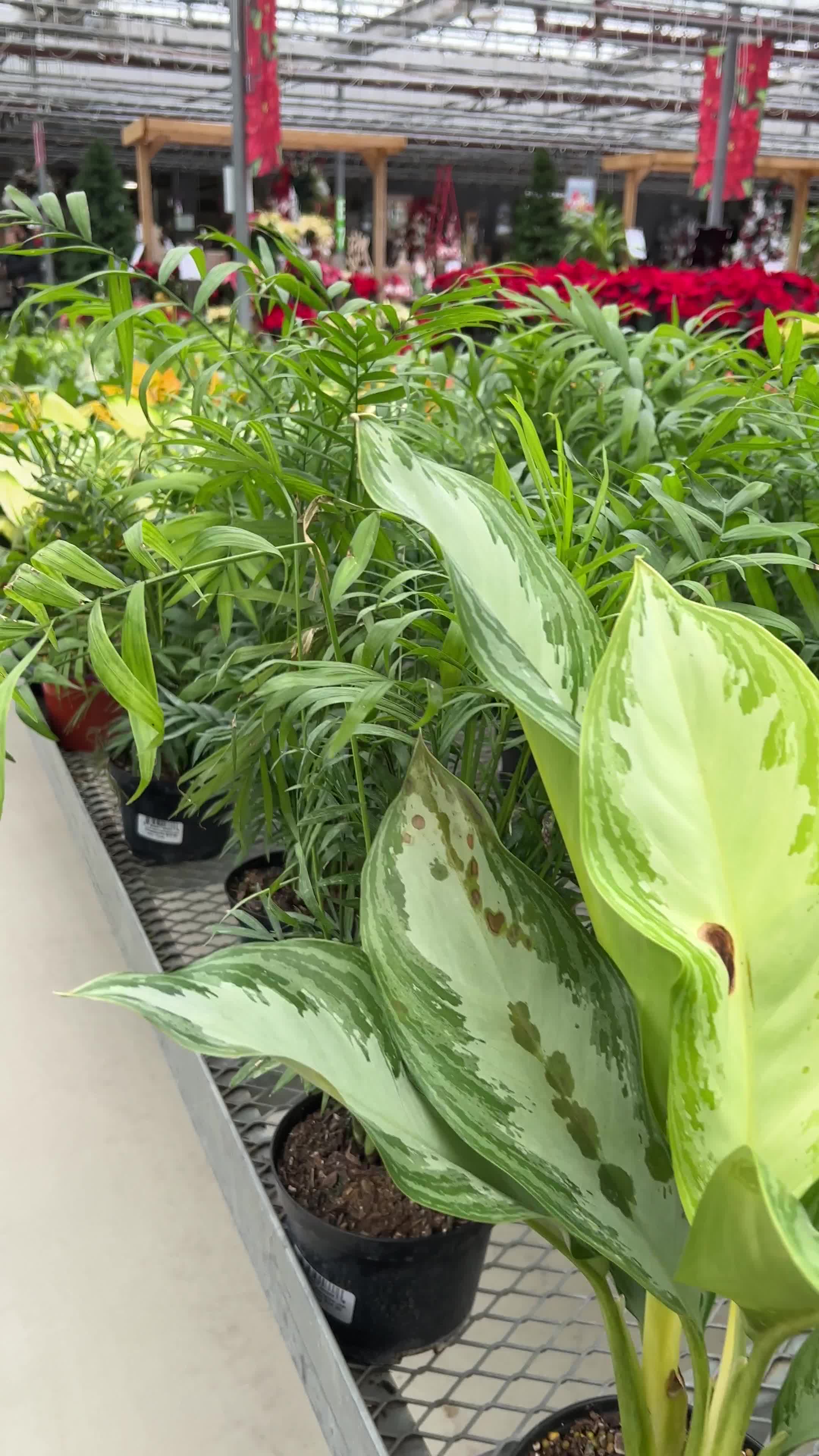 Bradford Greenhouses Garden Gallery