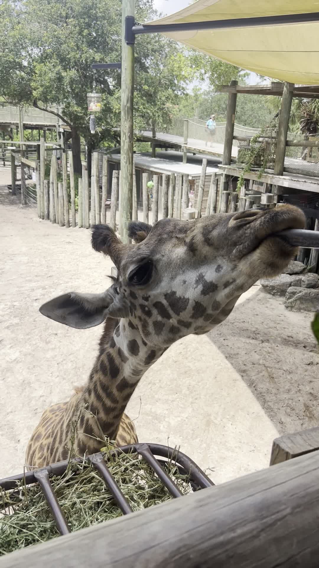 Brevard Zoo