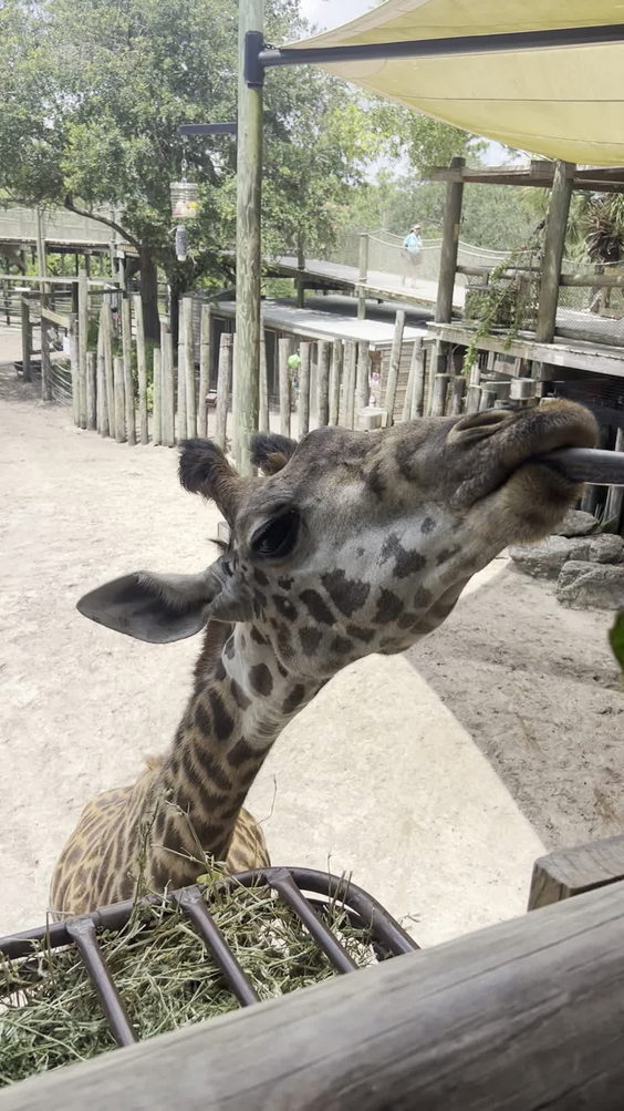 Brevard Zoo