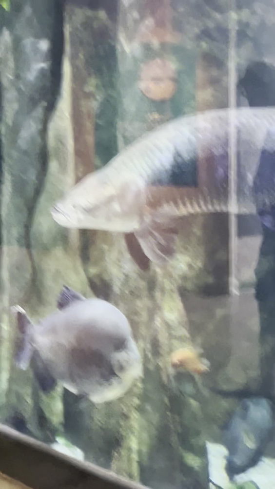 Toledo Zoo Aquarium