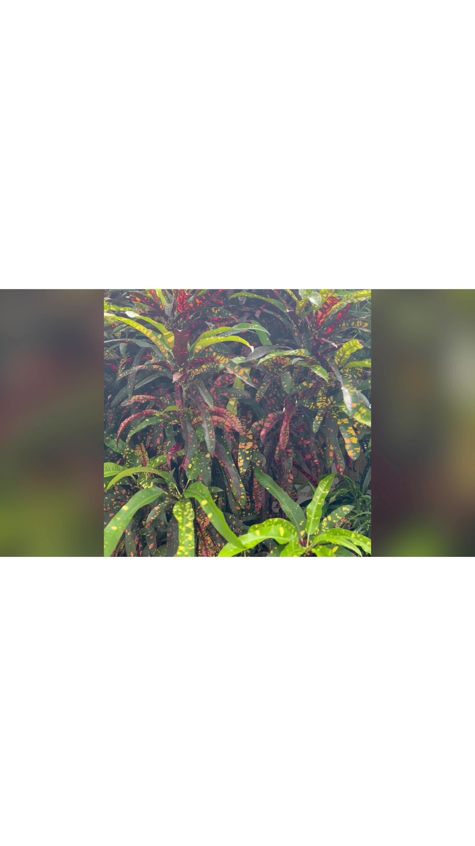 Thatch Caye Resort, a Muy'Ono Resort