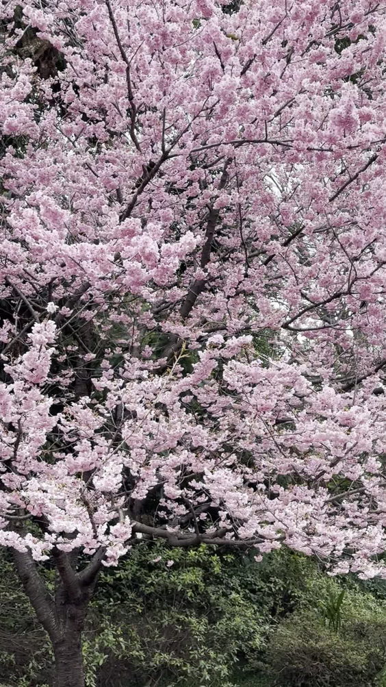 Shinjuku Gyoen National Garden