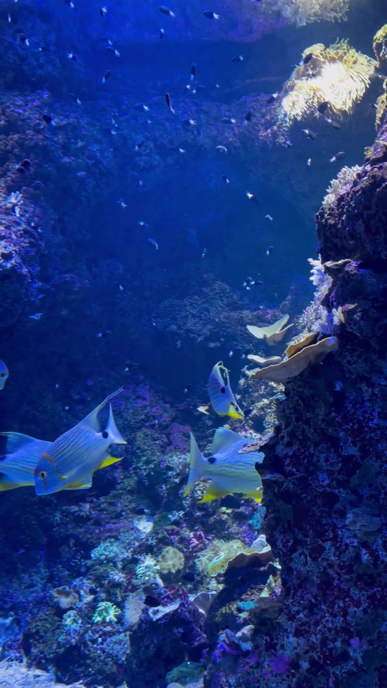 Singapore Oceanarium