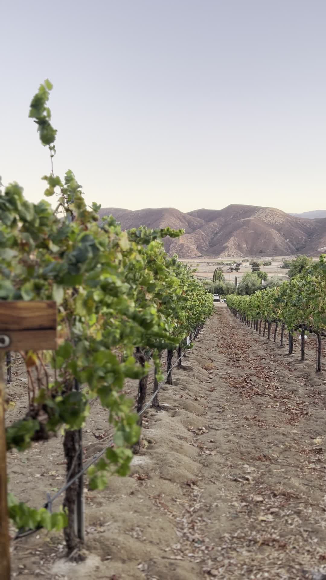 Robert Renzoni Vineyards & Winery