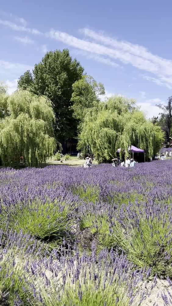 Purple Haze Lavender Gift Shop