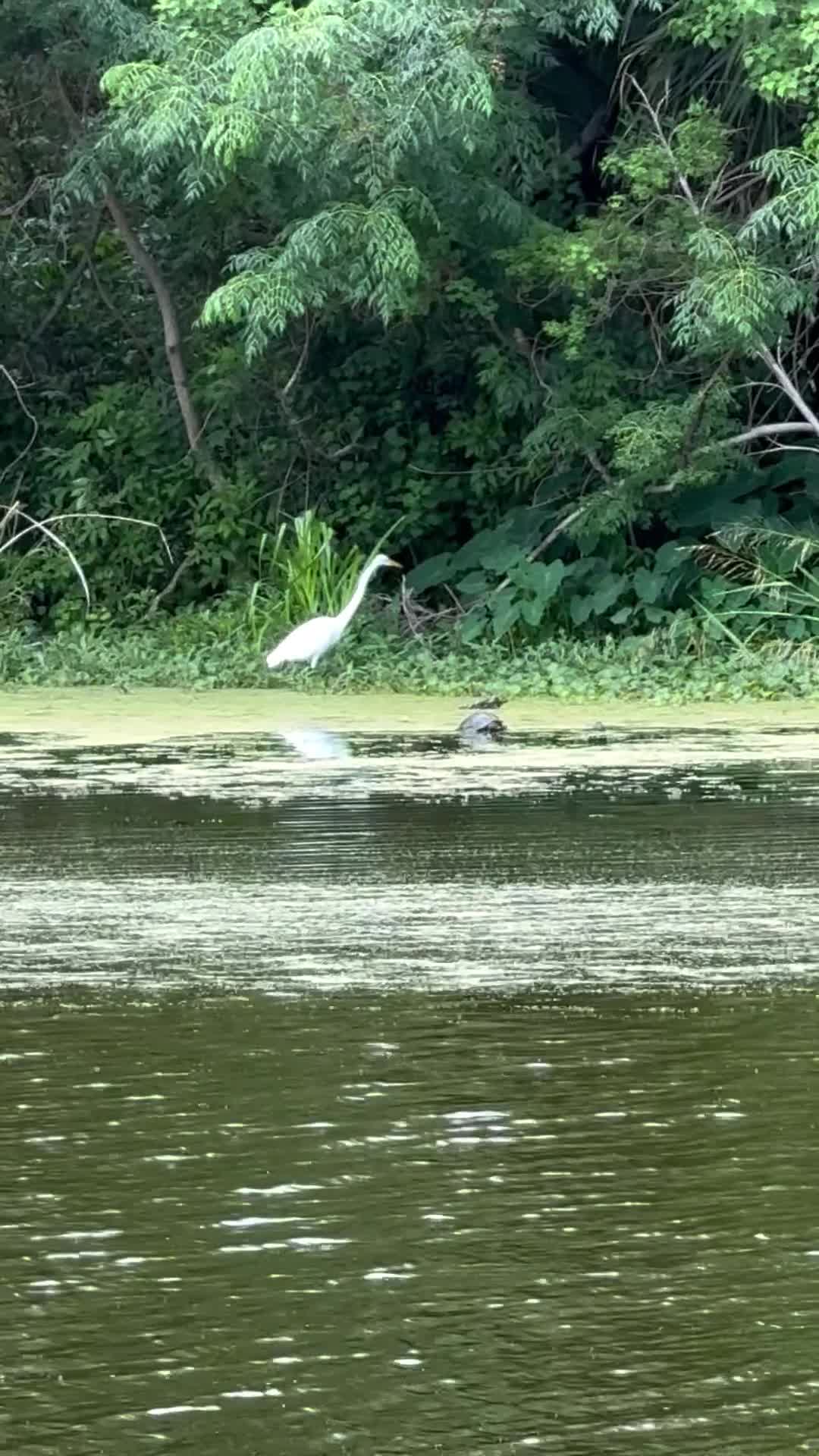 Video review of New Orleans City Park