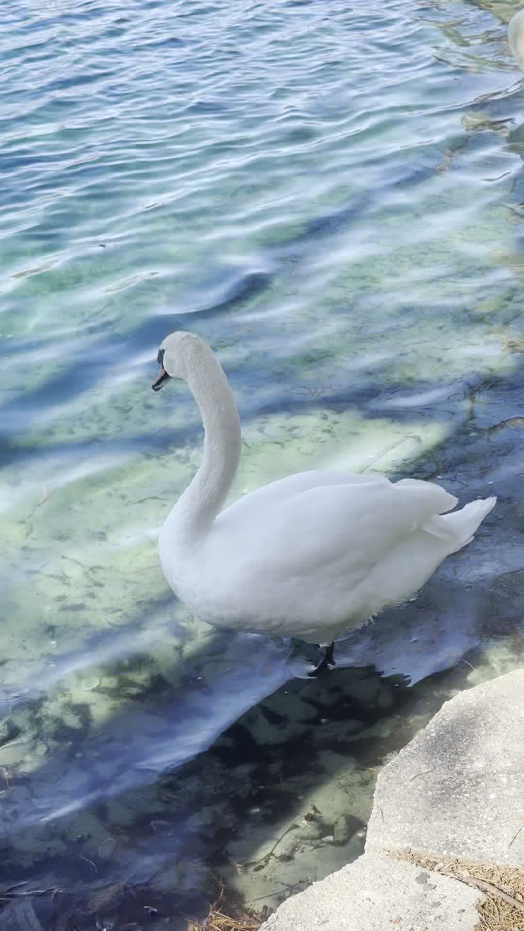 Lake Eola Park