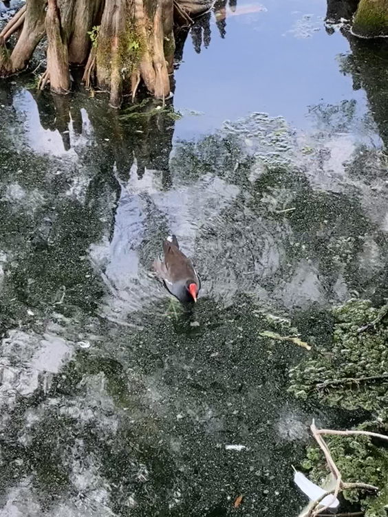 Lake Eola Park