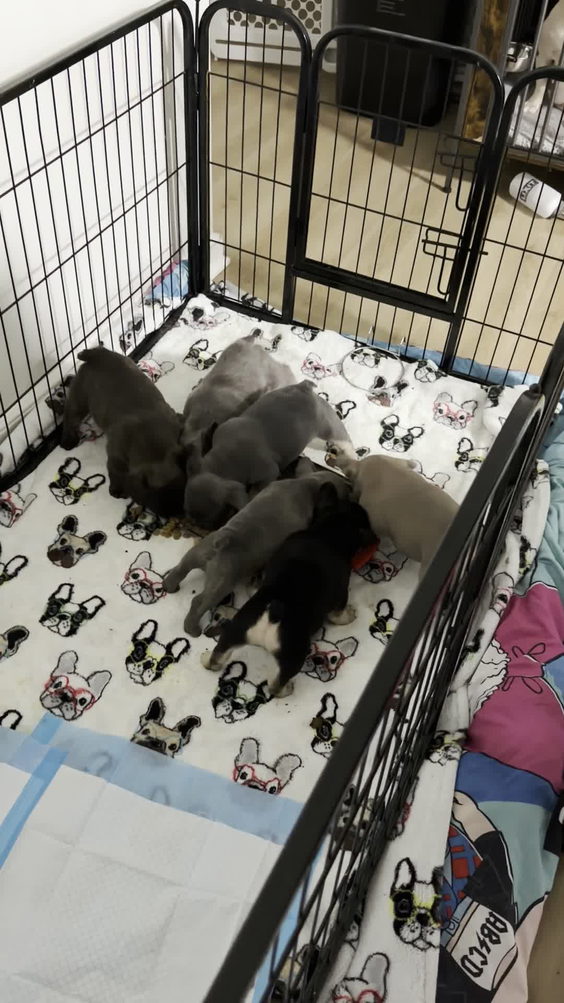 The Barkery & Catfe, LLC