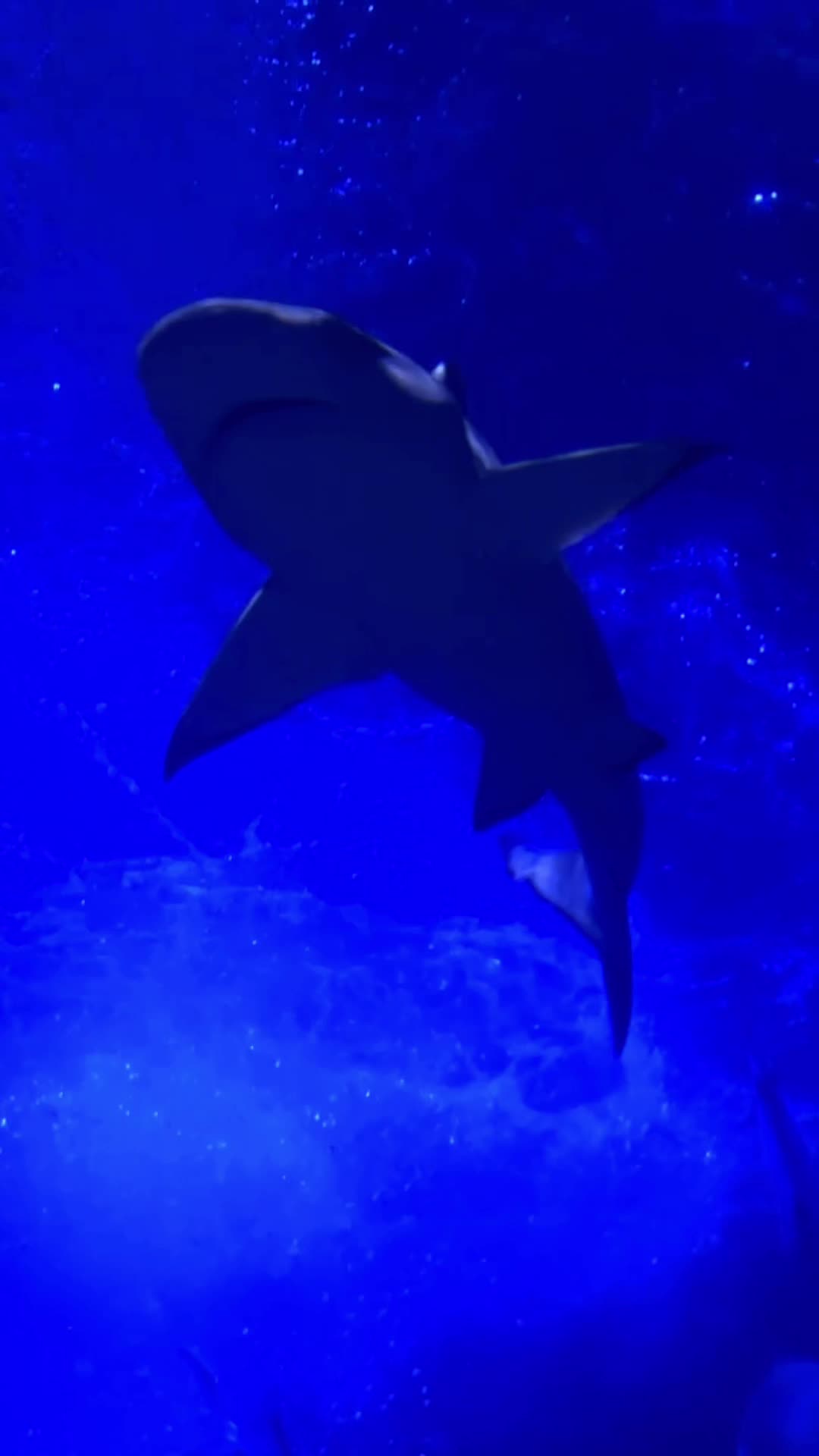 National SEA LIFE Centre Birmingham