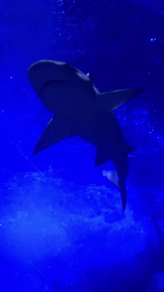 National SEA LIFE Centre Birmingham