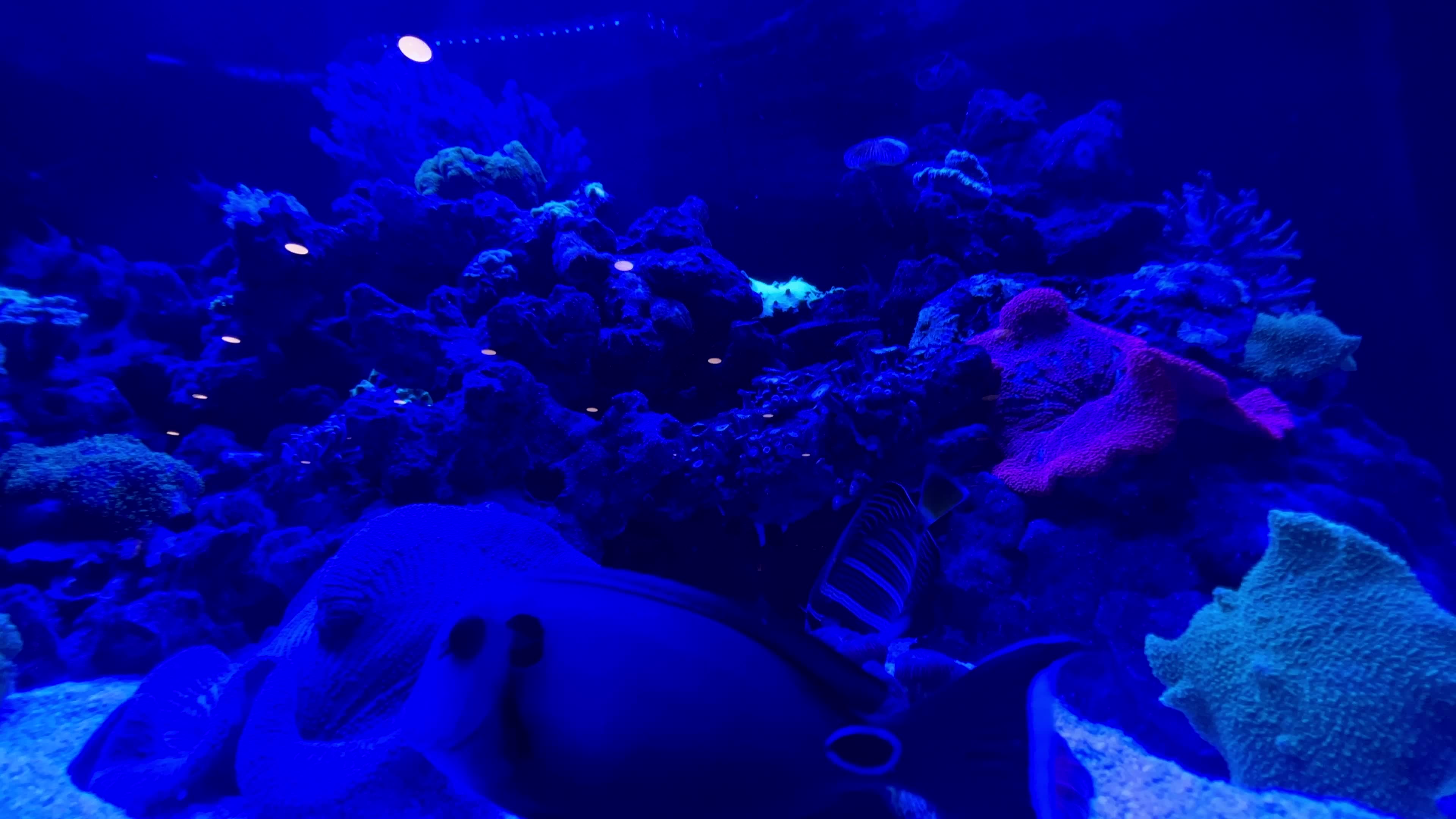 Lost Reef Lounge