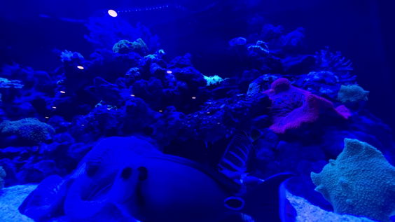 Lost Reef Lounge