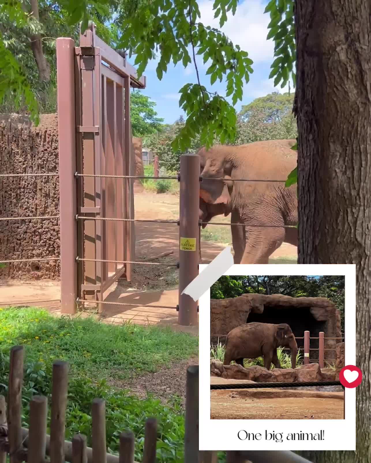 Video review of Honolulu Zoo