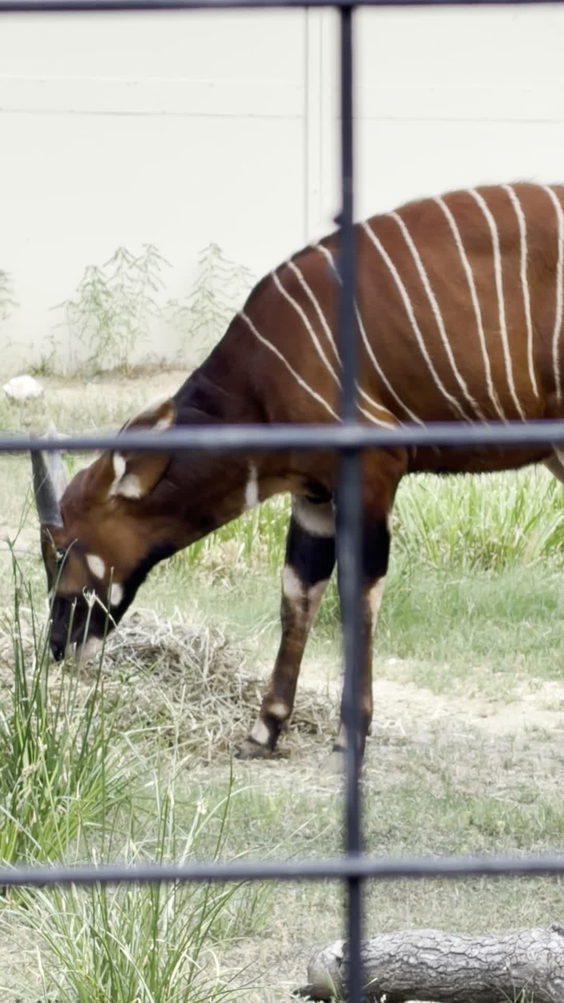 Gerenuk Habitat
