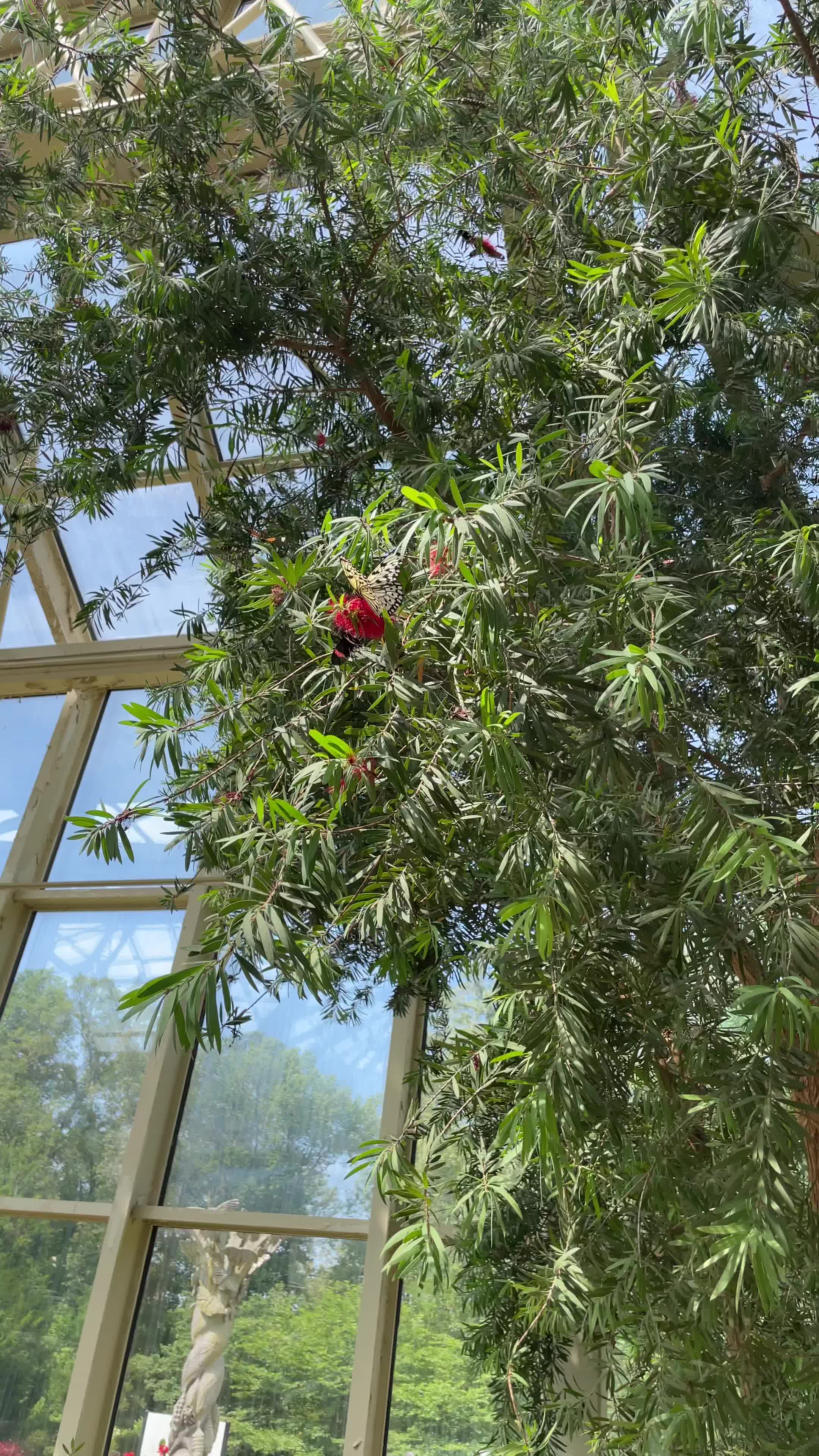 Video review of Cecil B. Day Butterfly Center