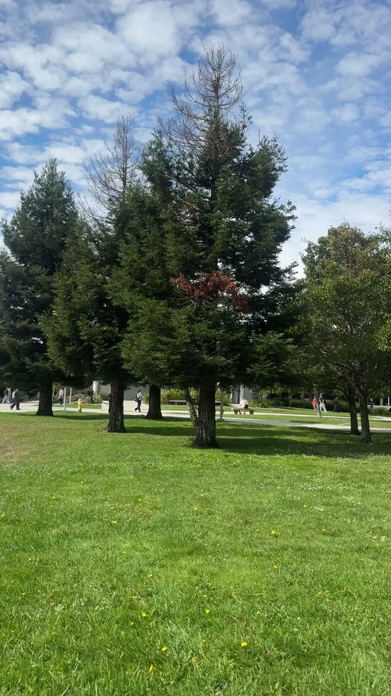College of San Mateo: College Center