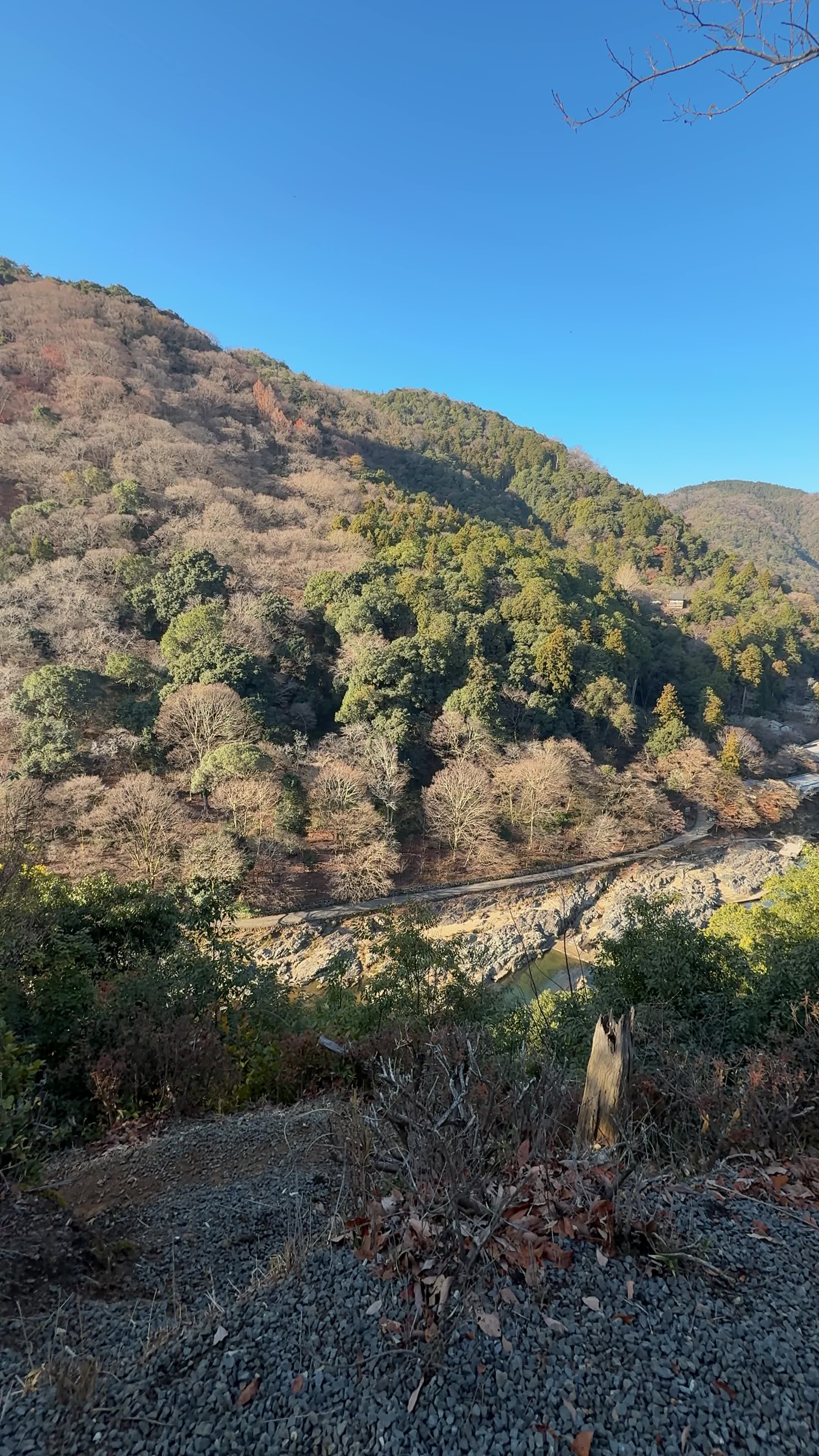 Arashiyama Bamboo Forest
