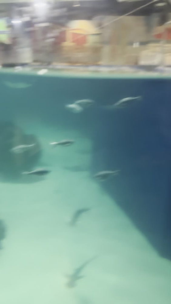 OdySea Aquarium