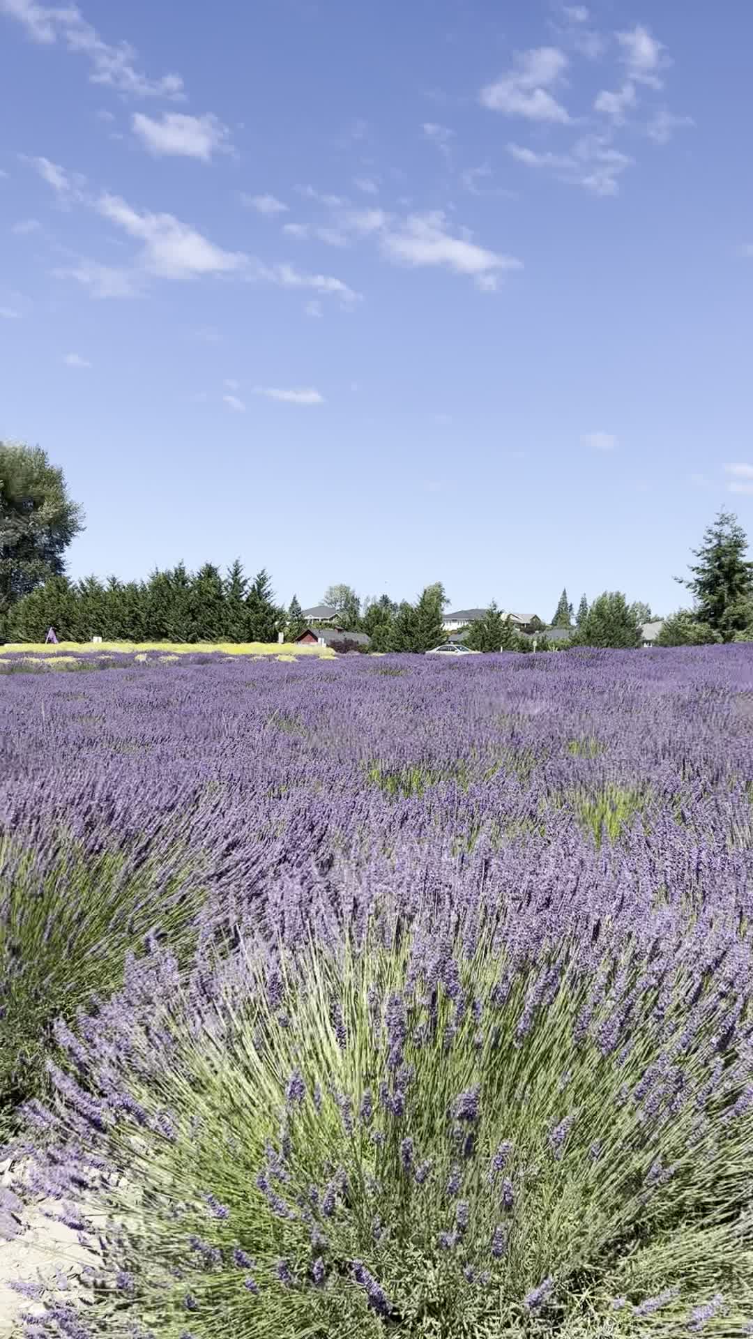 Purple Haze Lavender Gift Shop