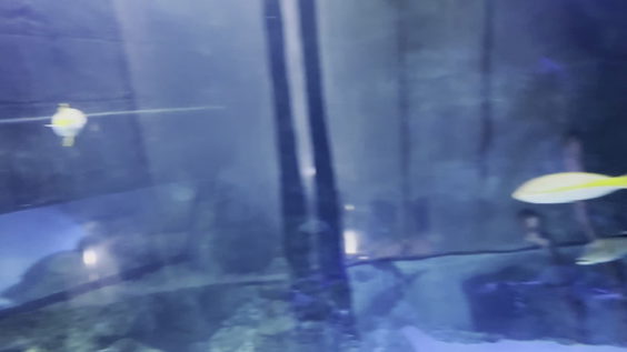 Sealife