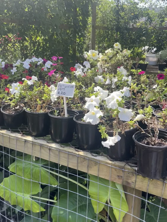 Roberg road Market
