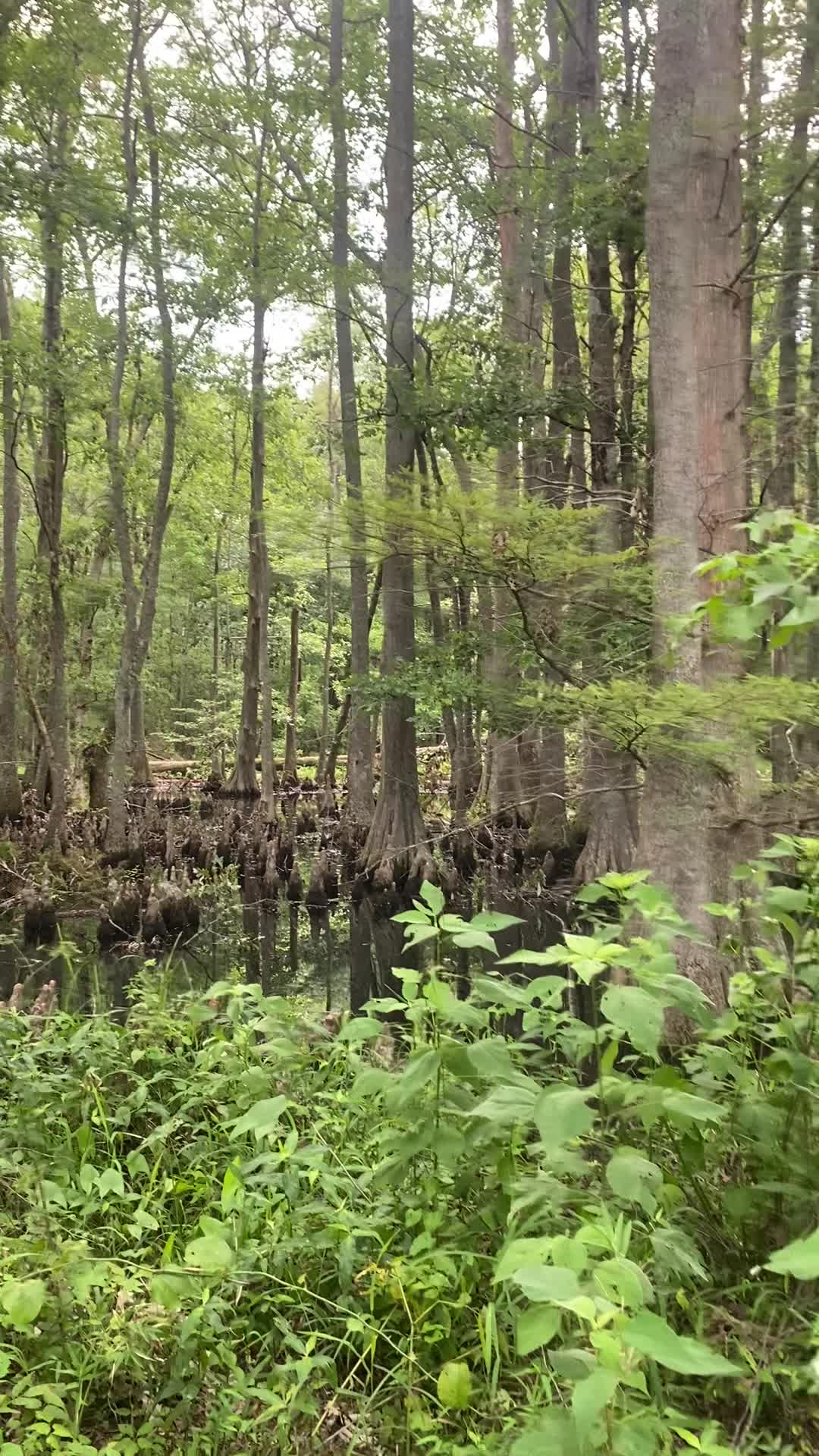 W.C. Johnson Park