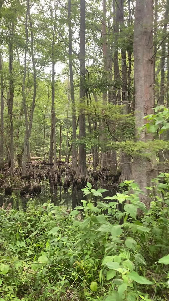W.C. Johnson Park