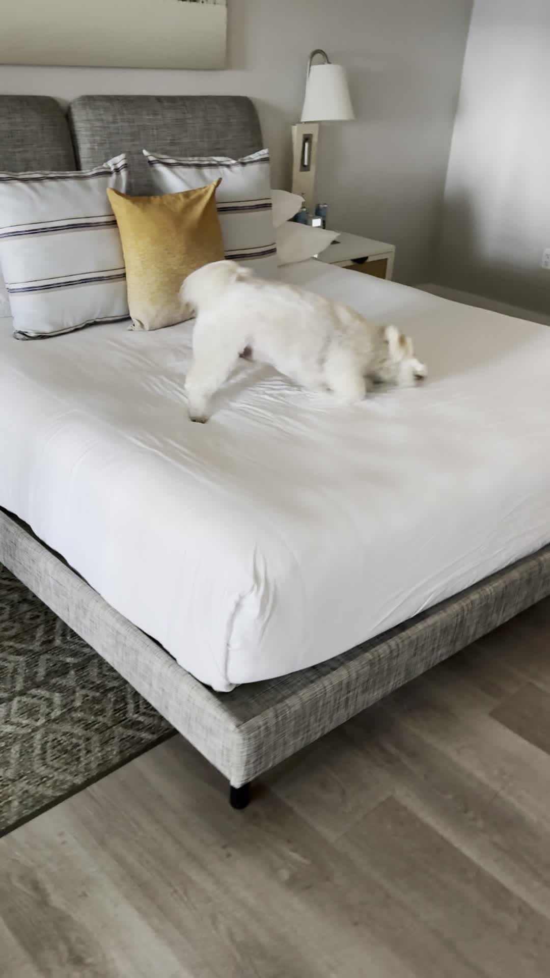 Pelican Grand Beach Resort