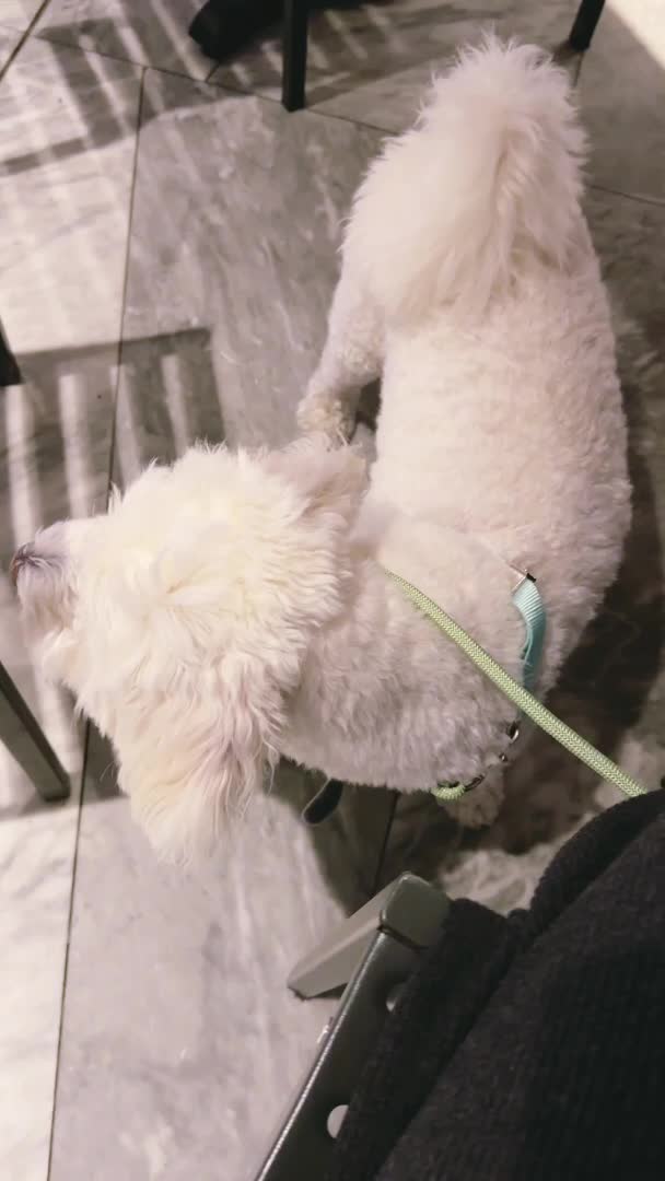 Video review of Shake Shack