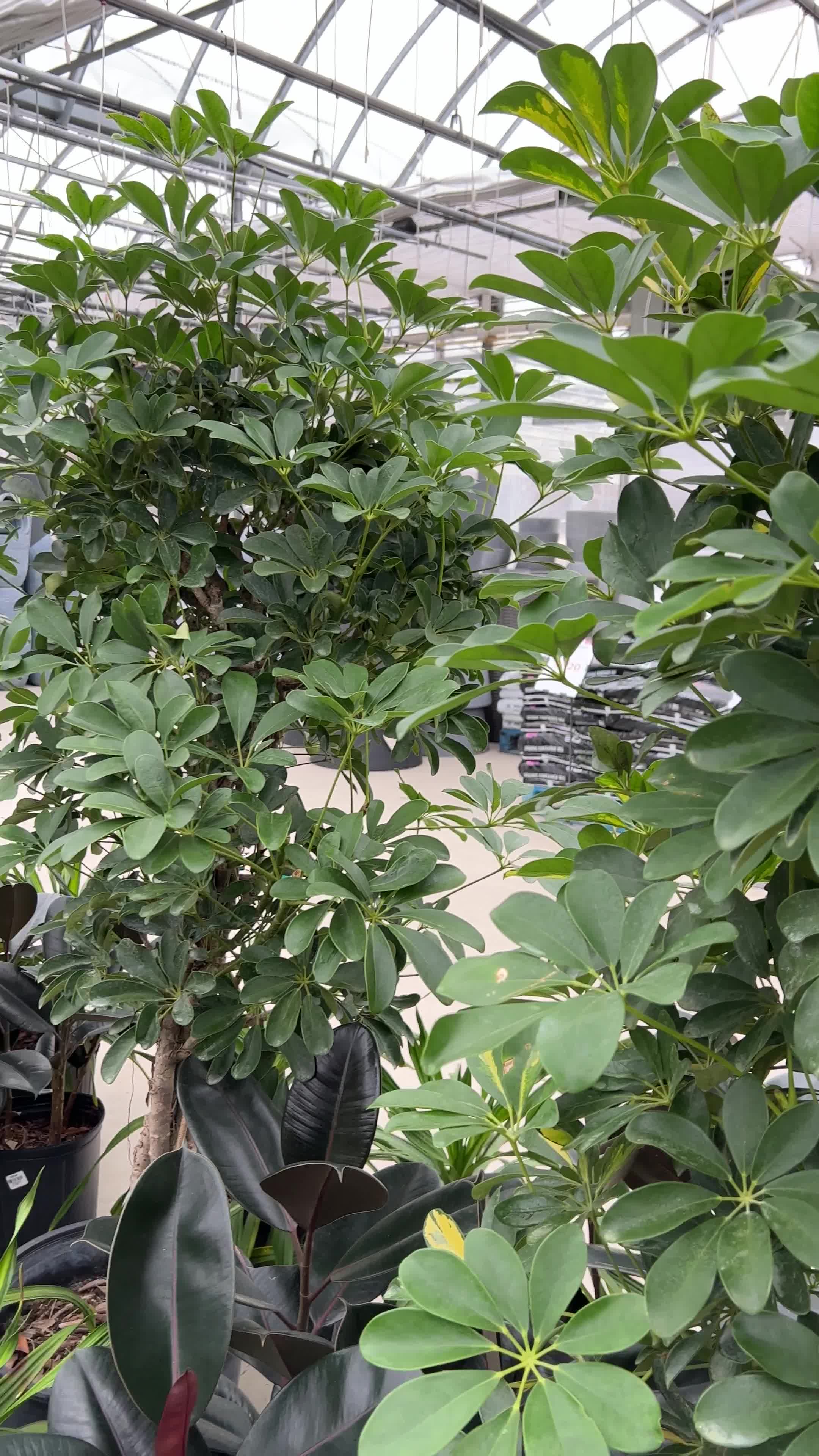 Bradford Greenhouses Garden Gallery