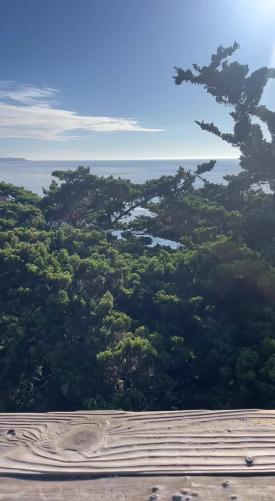 The Lone Cypress